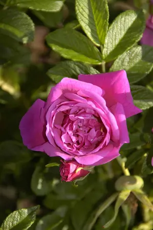 Rosa (R) 'Rosa Zwerg' - 1.5 Ltr pot