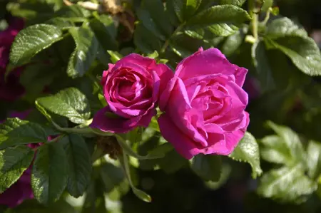 Rosa (R) 'Rotes Meer' - 1.5 Ltr pot