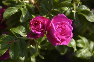 Rosa (R) 'Rotes Meer'