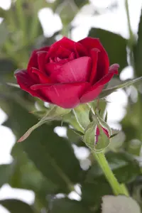 Rosa 'Rosy Boom Mini' - 10 Ltr pot - image 1