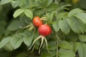 Rosa rugosa - 2 Ltr pot - image 2