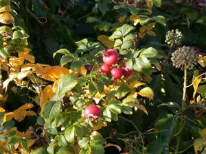 Rosa rugosa - 2 Ltr pot - image 3