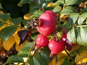 Rosa rugosa - 2 Ltr pot - image 4