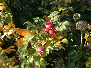 Rosa rugosa - 10 Ltr pot - image 3