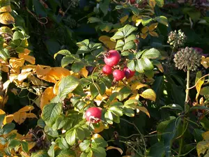 Rosa rugosa - 5 Ltr pot - image 2