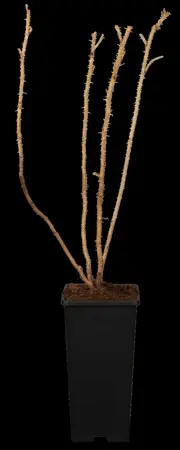 Rosa rugosa - 2 Ltr pot - image 1
