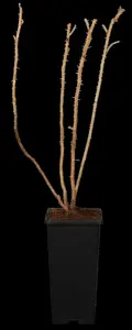 Rosa rugosa - 4 Ltr pot - image 1