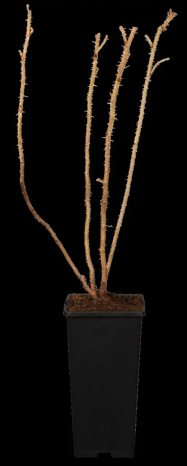 Rosa rugosa - 3 Ltr pot