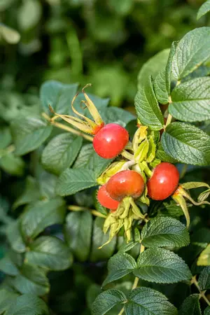 Rosa rugosa 'Alba' - 40-50 CM C1 - image 2