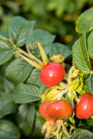 Rosa rugosa 'Alba' - 2 Ltr pot - image 4