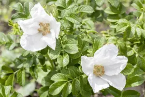 Rosa rugosa 'Alba'