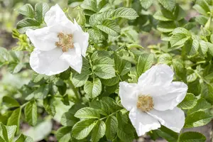 Rosa rugosa 'Alba' - 10 Ltr pot - image 5
