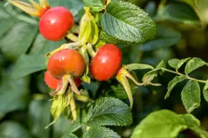 Rosa rugosa 'Alba' - 2 Ltr pot - image 5