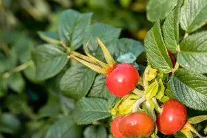 Rosa rugosa 'Alba' - 10 Ltr pot - image 3