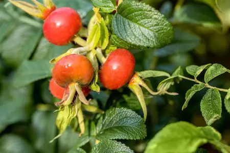 Rosa rugosa 'Alba' - 40-50 CM C1 - image 5