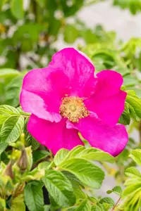 Rosa rugosa 'Rubra' - 3 Ltr pot - image 4