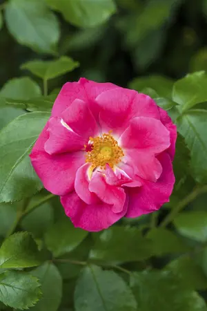 Rosa rugosa 'Rubra' - 30-40 CM C2 - image 1