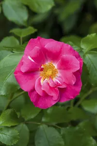 Rosa rugosa 'Rubra' - 30-40 CM C2 - image 1