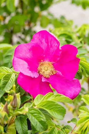 Rosa rugosa 'Rubra' - 30-40 CM C2 - image 3