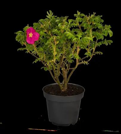 Rosa rugosa 'Rubra' - 3 Ltr pot - image 2