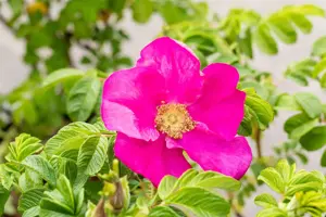 Rosa rugosa 'Rubra' - 3 Ltr pot - image 3