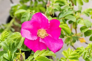 Rosa rugosa 'Rubra' - 3 Ltr pot - image 5