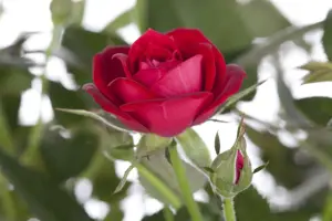 Rosa 'Stadt Rom'? - 3 Ltr pot - image 2