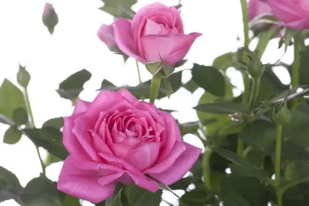 Rosa 'Stadt Rom'? - 3 Ltr pot - image 3