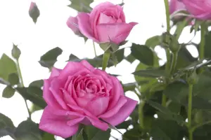 Rosa 'Stadt Rom'? - 3 Ltr pot - image 3