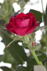 Rosa (T) 'Key Largo' - 4 Ltr pot - image 5