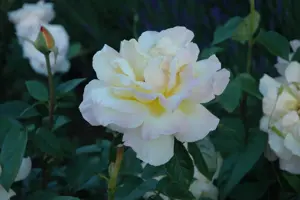 Rosa (T) 'Peace'