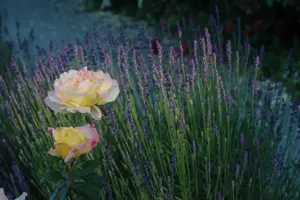 Rosa (T) 'Peace' - 4 Ltr pot - image 2