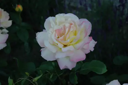 Rosa (T) 'Peace' - 4 Ltr pot - image 3