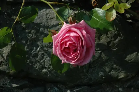 ROSE CL DANSE DU FEU 4.5L