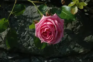 ROSE CL DANSE DU FEU 4.5L