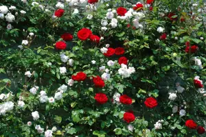 ROSE CL DUBLIN BAY