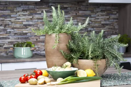 Rosmarinus officinalis - 5 Ltr pot - image 5