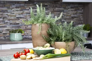 Rosmarinus officinalis - 5 Ltr pot - image 5