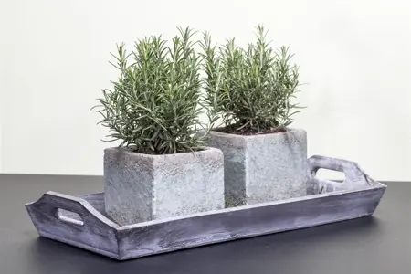 Rosmarinus officinalis - P9 - image 3