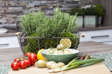 Rosmarinus officinalis - PLUG/CELGROWN 100 CEL TRAY - image 4