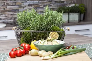 Rosmarinus officinalis - PLUG/CELGROWN 100 CEL TRAY - image 4