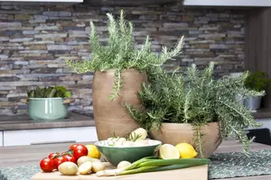 Rosmarinus officinalis - PLUG/CELGROWN 100 CEL TRAY - image 5