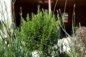 Rosmarinus officinalis - LINERS 18 CEL TRAY P9 SIZE - image 5