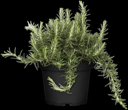 Rosmarinus officinalis 'Caprii' - P13 - image 1
