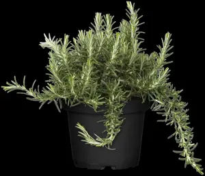 Rosmarinus officinalis 'Caprii' - 5 Ltr pot - image 1
