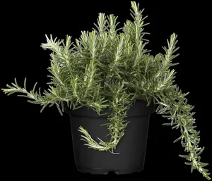 Rosmarinus officinalis 'Caprii'