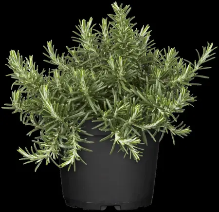 Rosmarinus officinalis 'Caprii' - 5 Ltr pot - image 2
