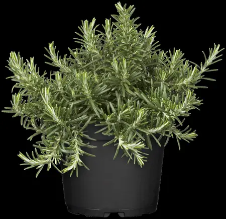 Rosmarinus officinalis 'Caprii' - P9 - image 2