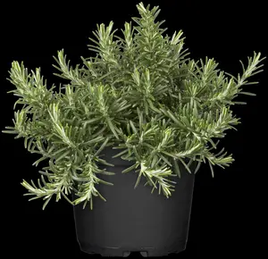 Rosmarinus officinalis 'Caprii' - P9 - image 2