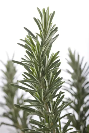 Rosmarinus officinalis 'Compact' - 2 Ltr pot - image 2